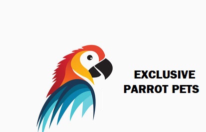 Exclusive Parrot Pets