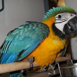 Blue and gold macaw for sale