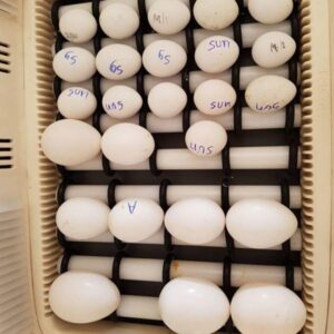 Buy harlequin macaw eggs