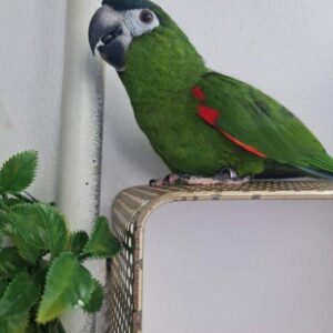 Jasper- Hahn’s Macaw Parrot