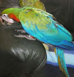 Princess – Harlequin Macaw