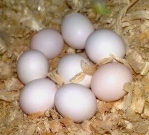 Buy hyacinth macaw eggs