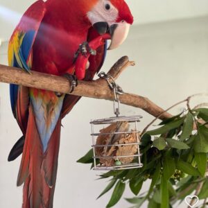 Ketty – Scarlet Macaw Parrot