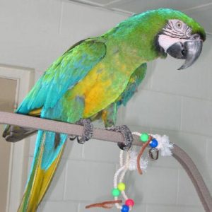 Thor – Military Macaw