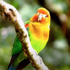 Marley – Rusty-faced parrot