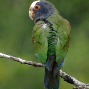 Toby – White-crowned parrot