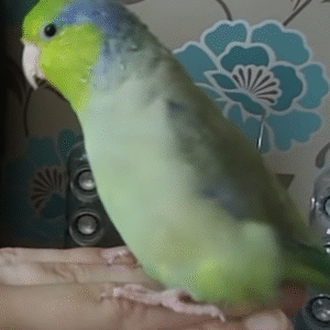 Ranger – Manu parrotlet