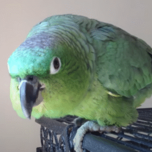 Tabby – Northern mealy amazon