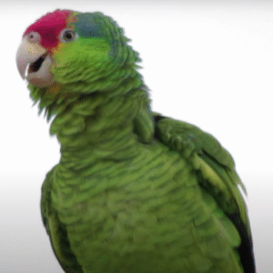 Zeek – Red-crowned amazon