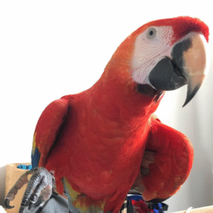 Scarlet Macaw parrot