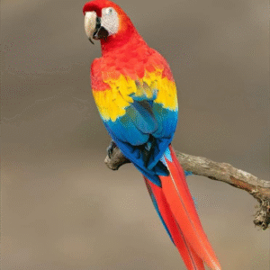 Rainbow Macaw Parrot