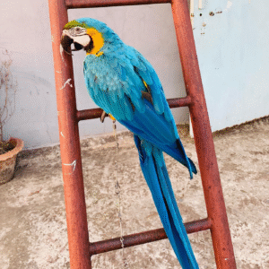 Blue and Gold Macaw parrot