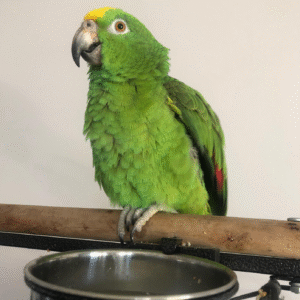 Yellow Fronted Amazon Parrot