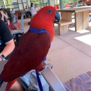 Ethan – Red Sided Eclectus