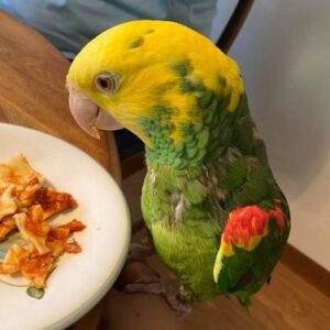 Sonny – Yellow-head parrot