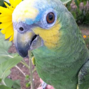 Unity – Orange-winged amazon