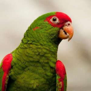 Gracie – Red-spectacled amazon