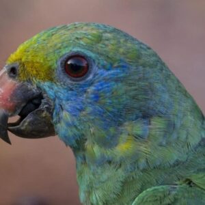 London – Blue-cheeked amazon