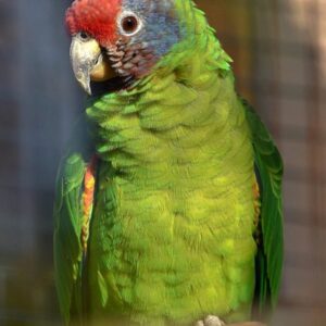 Kali – Red-tailed amazon