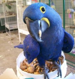 Thomas – Hythian Macaw