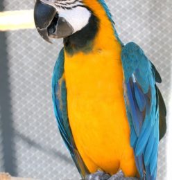 Simba – Blue Gold Macaw