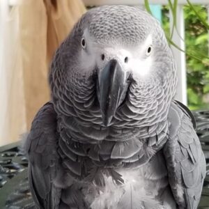 Tiko | African Gray for Sale