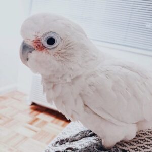 Sally – Tanimbar Corella Cockatoo
