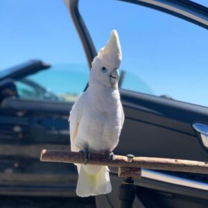 Luna – Solomon’s Cockatoo