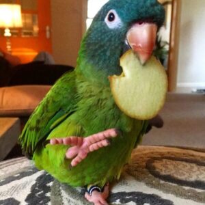 Coco – Blue Crown Conure