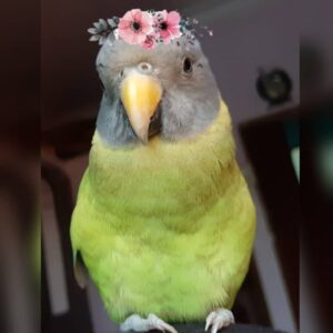 Minu – Plum Headed Parakeet For Sale