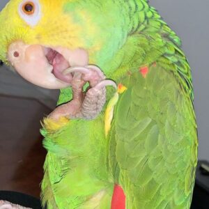 Eva – Yellow-headed amazon