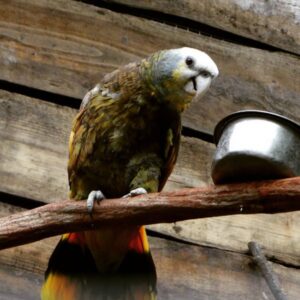 Tessa – Saint Vincent amazon